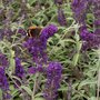 Buddleja dav. 'Royal red', 60-80 cm 3L, Vlinderstruik