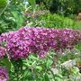 Buddleja dav. 'Royal red', 60-80 cm 3L, Vlinderstruik