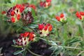 Anthyllis vulneraria 'Coccinea', Wondklaver