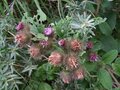 Arctium minus, Gewone klit