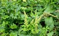 Chenopodium bonus-henricus, Brave Hendrik