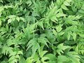 Cyrtomium fortunei, Ijzervaren