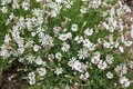 Silene uniflora, Lijmkruid