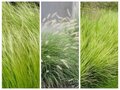 Borderpakket "Green Green Grass" voor 3m2 - P9 Pot (9x9cm)