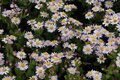 Borderpakket "Pastel Dream" voor 3m2 - P9 Pot (9x9cm)