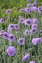 Borderpakket "Purple Rain" voor 3m2 - P9 Pot (9x9cm)