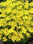 Borderpakket "Golden Hour" voor 3m2 - P9 Pot (9x9cm)