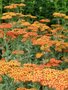 Borderpakket "Golden Hour" voor 3m2 - P9 Pot (9x9cm)