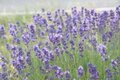 Borderpakket "Tasty Garden" voor 3m2 - P9 Pot (9x9cm)
