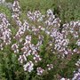 Borderpakket "Tasty Garden" voor 3m2 - P9 Pot (9x9cm)