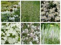 Borderpakket "Bright and White" voor 3m2 - P9 Pot (9x9cm)