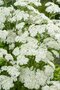 Borderpakket "Bright and White" voor 3m2 - P9 Pot (9x9cm)