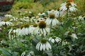 Borderpakket "Bright and White" voor 3m2 - P9 Pot (9x9cm)