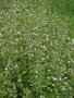 Borderpakket "Bright and White" voor 3m2 - P9 Pot (9x9cm)