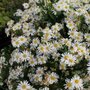 Borderpakket "Bright and White" voor 3m2 - P9 Pot (9x9cm)