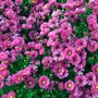 Borderpakket "Rainbow Garden" voor 3m2 - P9 Pot (9x9cm)