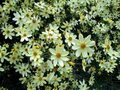Borderpakket "Rainbow Garden" voor 3m2 - P9 Pot (9x9cm)