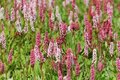 Borderpakket "Rainbow Garden" voor 3m2 - P9 Pot (9x9cm)