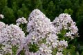 Borderpakket "Pink Blush" voor 3m2 - P9 Pot (9x9cm)