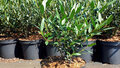 Phillyrea angustifolia, 20-30, 2L, Steenlinde