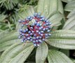 Viburnum davidii, 20-40 cm 2L, Sneeuwbal
