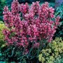 Agastache mexicana 'Red Fortune', ® Anijsplant, Dropplant