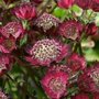 Astrantia major 'Moulin Rouge', ® Zeeuws knoopje