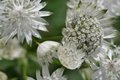 Astrantia major 'Superstar' ® (=White Giant), Zeeuws knoopje