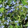 Brunnera macrophylla 'Looking Glass', ® Kaukasische vergeet-mij-niet