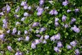 Mazus reptans, Mazus
