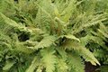 Polystichum setiferum 'Herrenhausen', Naaldvaren