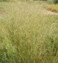 Deschampsia cespitosa 'Schottland', Smele