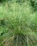 Deschampsia cespitosa 'Tautrager', Smele