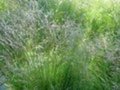 Deschampsia flexuosa, Smele