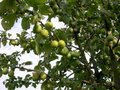 Prunus 'Belle de Thuin', HOOGSTAM