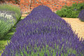 Lavandula ang. 'Hidcote' P9, Lavendel