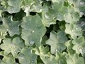 Alchemilla mollis, Vrouwenmantel