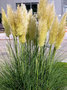 Cortaderia selloana 'Pumila' P9, Pampasgras