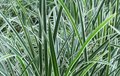 Carex morrowii 'Variegata', Zegge