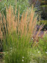 Calamagrostis acutiflora 'Karl Foerster', Struisriet