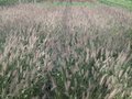Pennisetum alop. 'Hameln' 1.5L,Lampepoetsergras