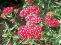 Achillea millefolium 'Cerise Queen', Duizendblad