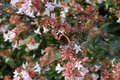 Abelia grandiflora 30-35 3L