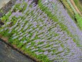 Agastache 'Blue Fortune', Anijsplant, Dropplant