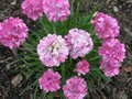 Armeria maritima 'Splendens', Engels gras