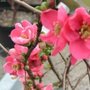 Chaenomeles sup. 'Pink Lady', 25-30 3L, Dwergkwee