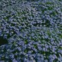 Aubrieta 'Cascade Blue', Randjesbloem