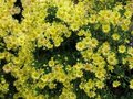 Chrysanthemum rub. 'Mary Stoker', Margriet
