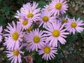 Chrysanthemum rub. 'Clara Curtis', Margriet