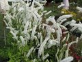 Actaea simplex 'White Pearl', Zilverkaars